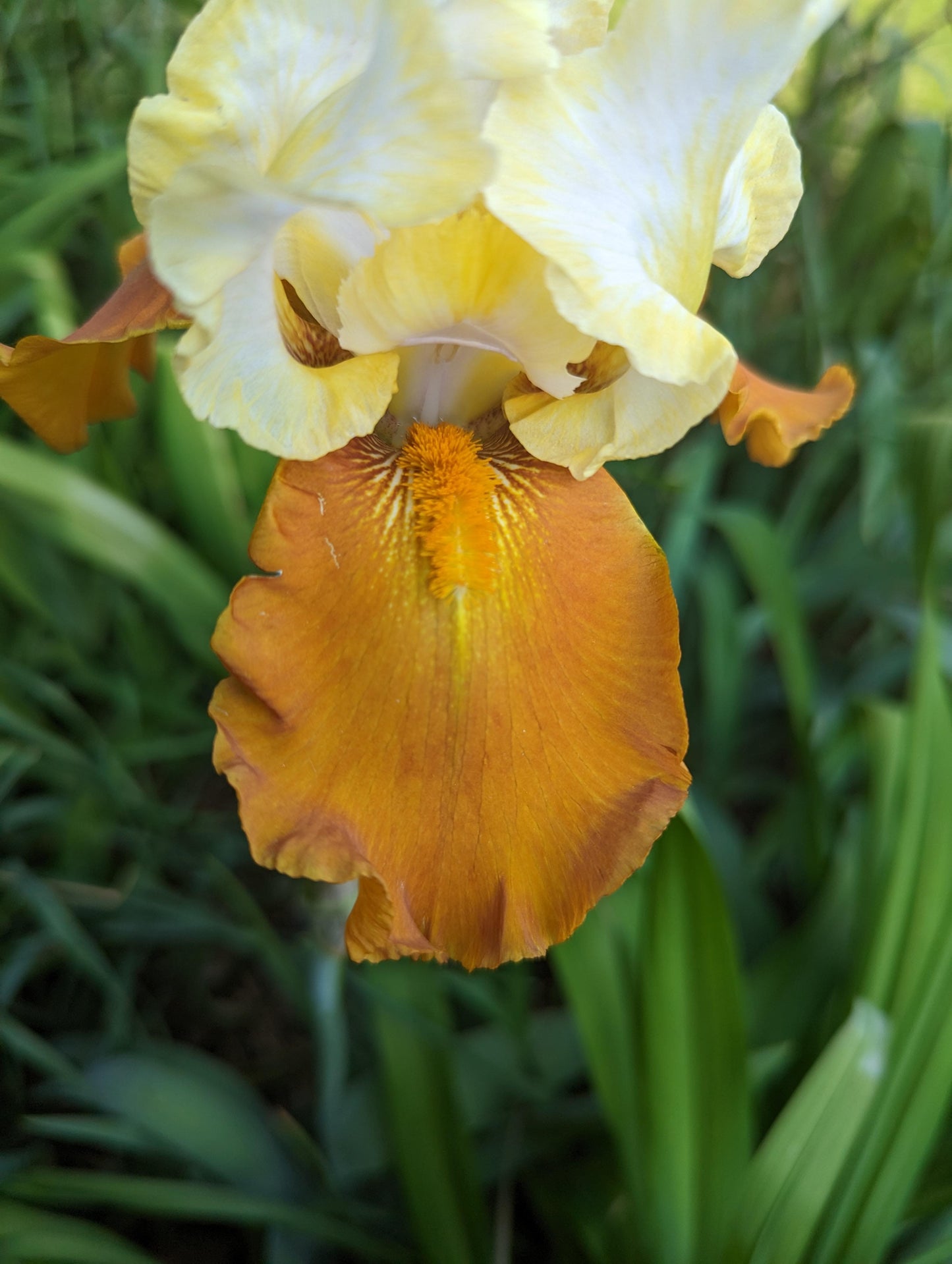 Fall Fiesta Bearded Iris Seeds