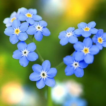 Forget Me Not- Indigo Blue