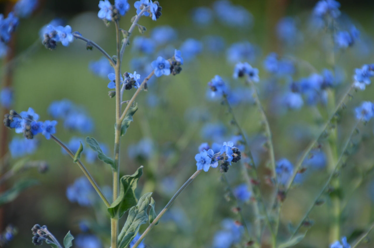 Forget Me Not, Chinese- Firmament Indigo Blue