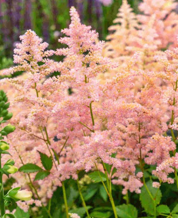 Peach Blossom Astilbe