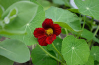 Nasturtium- Empress of India