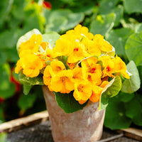 Nasturtium- Whirlybird Yellow