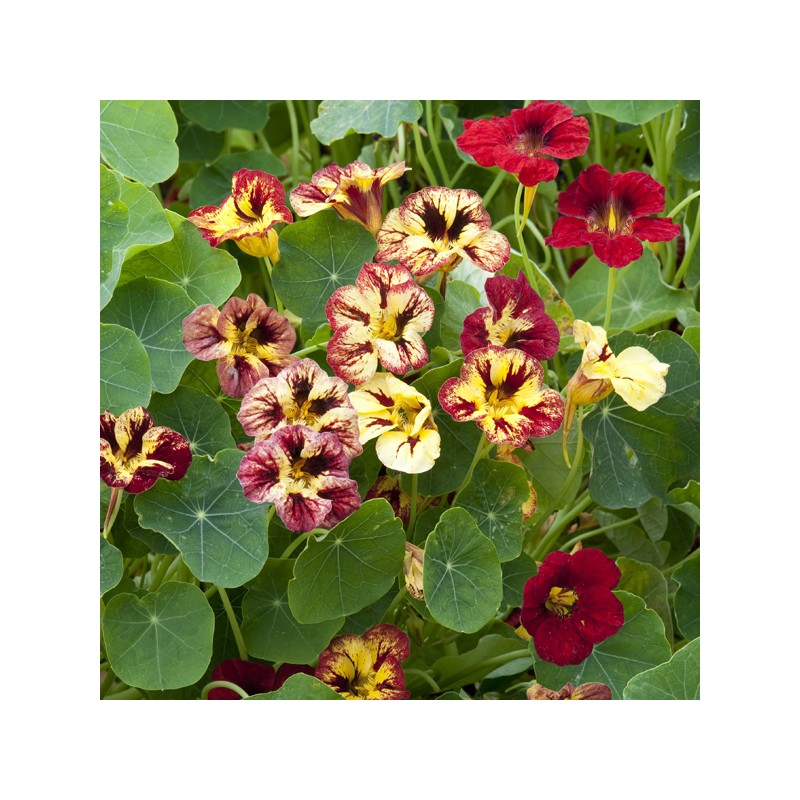 Bloody Mary – Nasturtium Seed