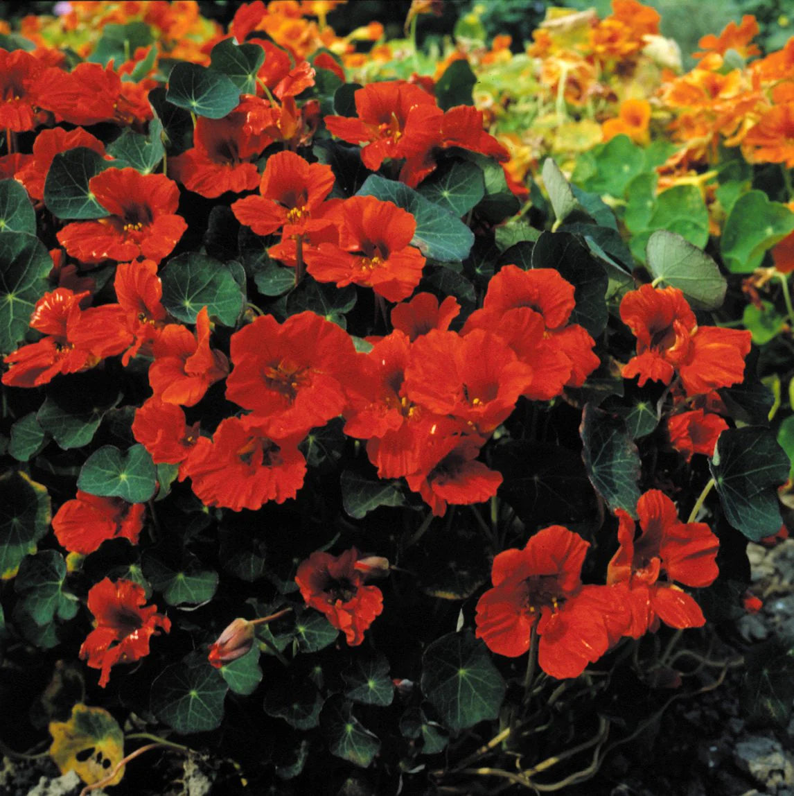 Nasturtium- Empress of India
