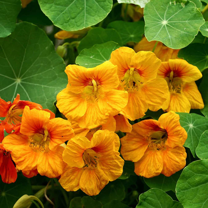 Nasturtium- Whirlybird Yellow