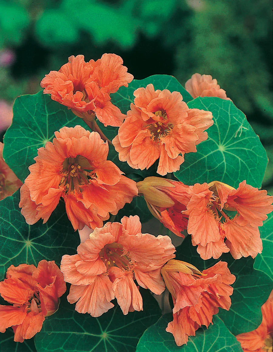 Nasturtium- Salmon Baby