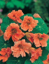 Nasturtium- Salmon Baby