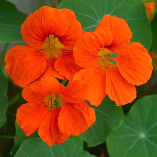 Organic Heirloom Non-GMO Orange Nasturtium Seeds for Planting – Bright Garden Blooms
