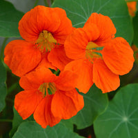 Organic Heirloom Non-GMO Orange Nasturtium Seeds for Planting – Bright Garden Blooms