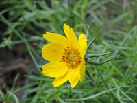 Heirloom Greenthread Seeds – Non-GMO Flower Seeds for Planting