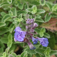 Purrsian Blue Catmint