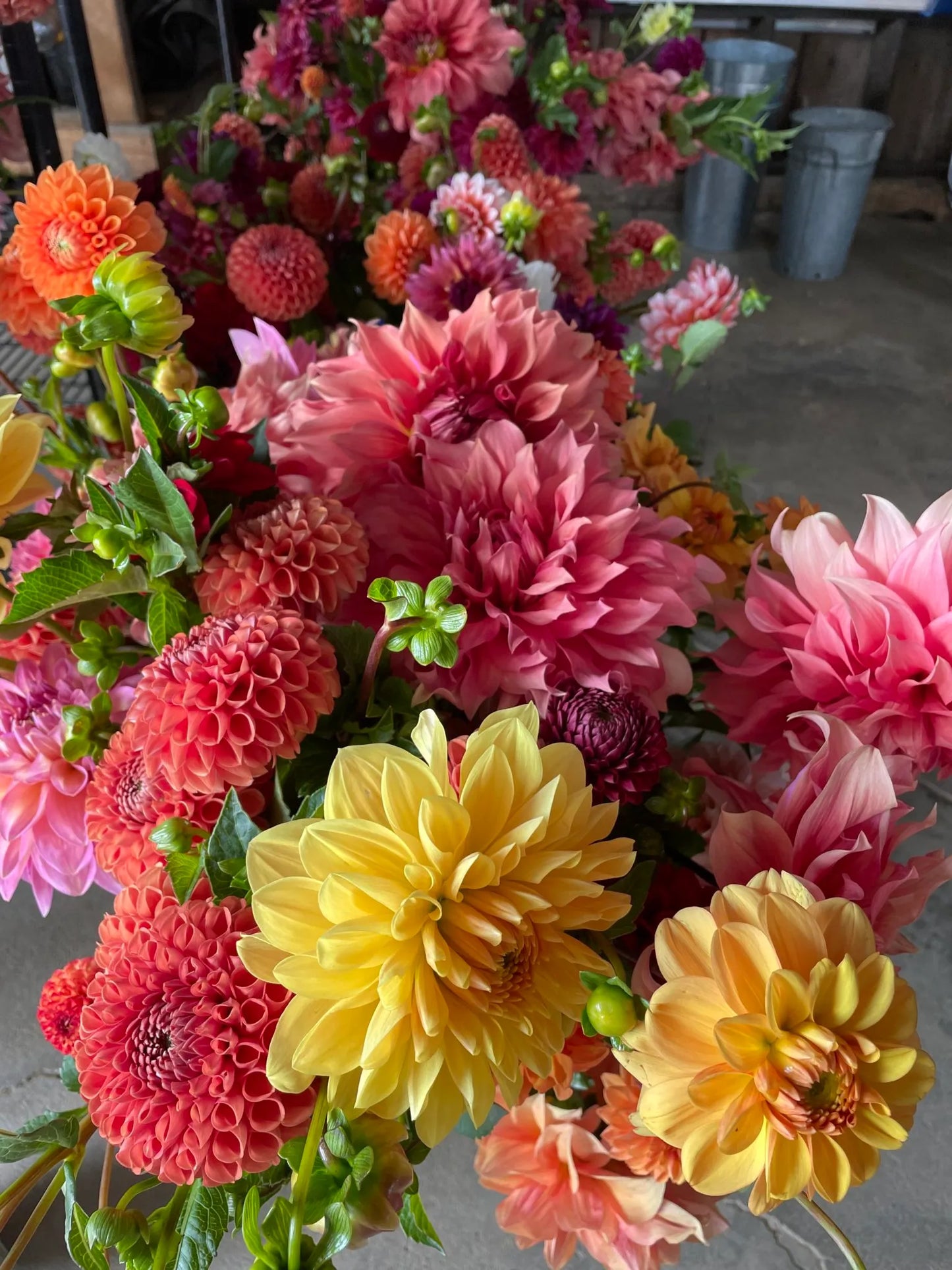 Festive Jowey Dahlia Mixture