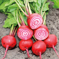 Chioggia Guardsmark – Organic Beet Seed
