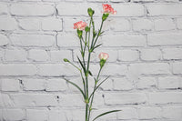 White Red Carnation Flower Seeds – Heirloom, Non-GMO, Striking Blooms for Garden Planting