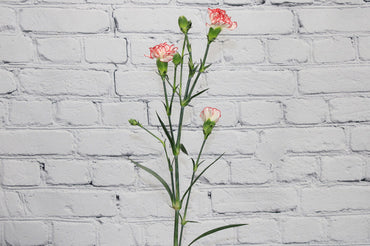 White Red Carnation Flower Seeds – Heirloom, Non-GMO, Striking Blooms for Garden Planting