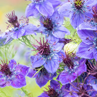 Heirloom Nigella Hispanica Flower Seeds, Non-GMO Unique Black Cumin Blooms for Garden Planting