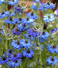 Nigella- Miss Jekyll Blue