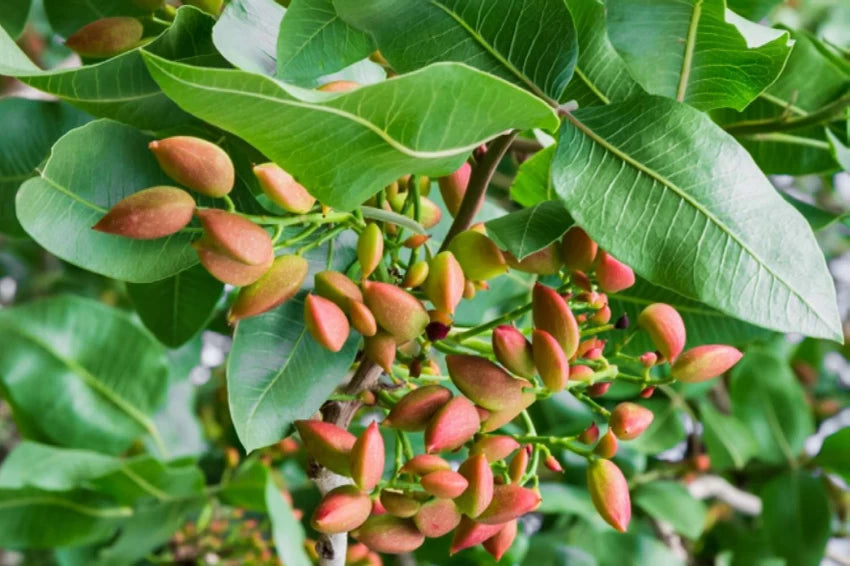Pistachio Seeds