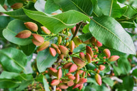 Pistachio Seeds