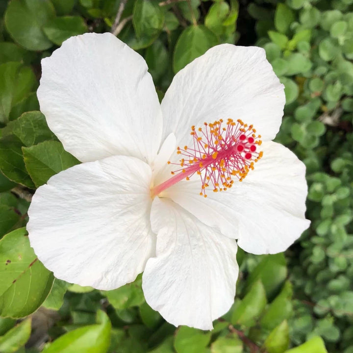White Hibiscus Heirloom Non-GMO Seeds for Planting
