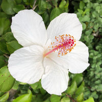 White Hibiscus Heirloom Non-GMO Seeds for Planting