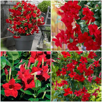 Red Mandevilla Flower Seeds for Planting NON GMO Seeds