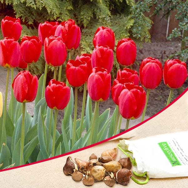 Tulip Stem Tent Red Bulbs