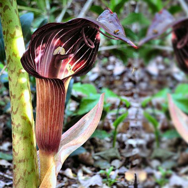 Arisaema Speciosum Cobra Lily Bulbs