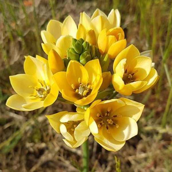 Chincherinchee Ornithogalum Bulbs