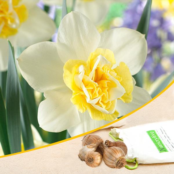 Daffodil Blues Popeye White Bulbs