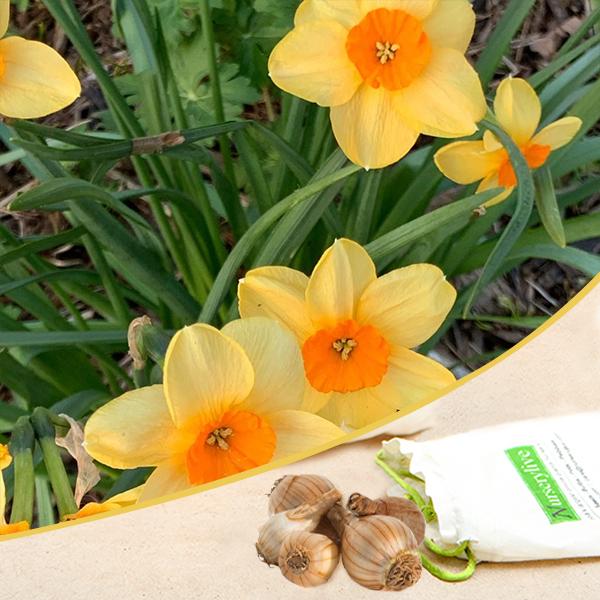 Daffodil Romaine Yellow Orange Bulbs