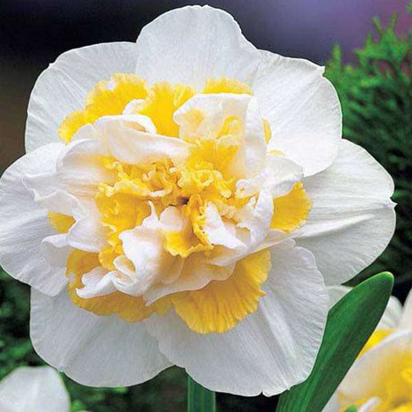 Daffodil White Lion White Yellow Bulbs