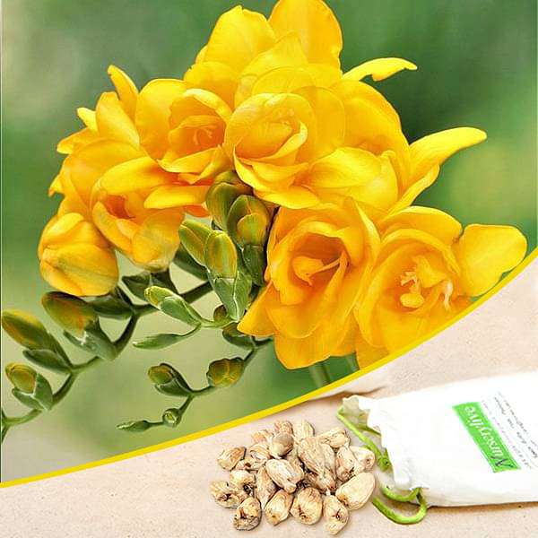 Freesia Double Yellow Bulbs