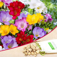 Freesia Mix Color Bulbs