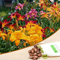Hemerocallis Day Lily Random Color Bulb