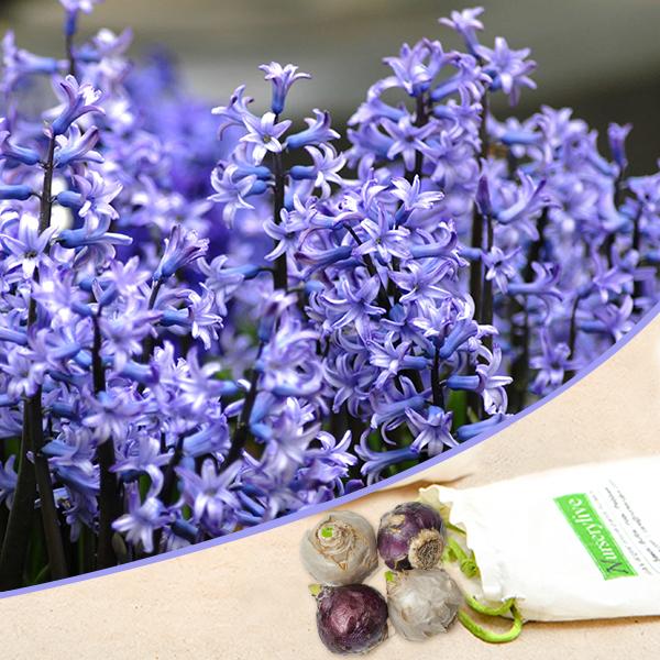 Blue Multiflora Bulb