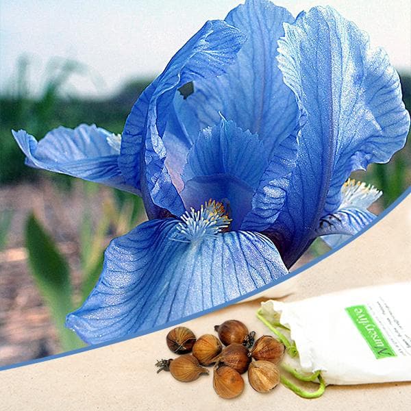 Iris Blue Bulb