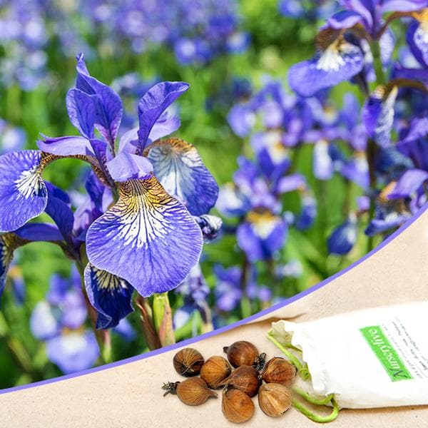 Iris Blue Flag Bulbs