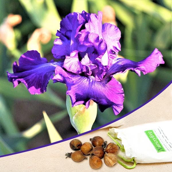 Iris Daylight Purple Bulb