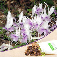 Kaempferia Random Color Bulbs