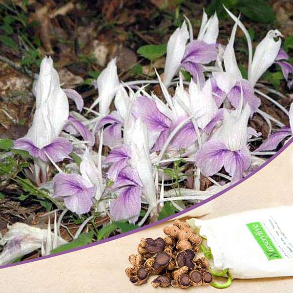 Kaempferia Random Color Bulbs