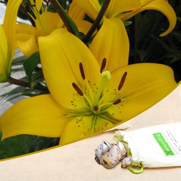 Malesco Asiatic Lily Yellow Bulbs