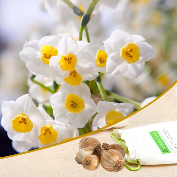 Daffodil Tazetta White Bulb