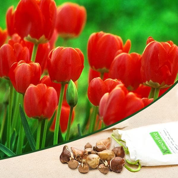 Tulip Fusor Red Bulbs