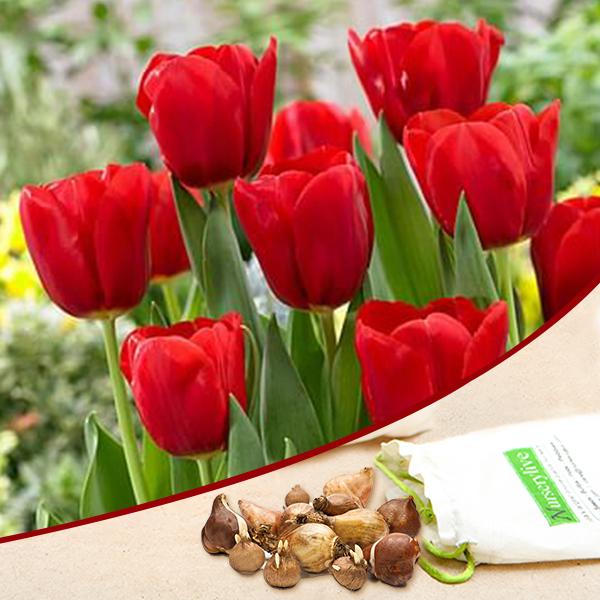 Tulip Seadov Red Bulbs