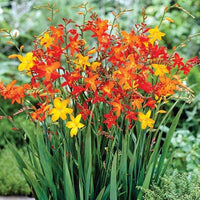 Crocosmia Montbretia Mix Color Bulb