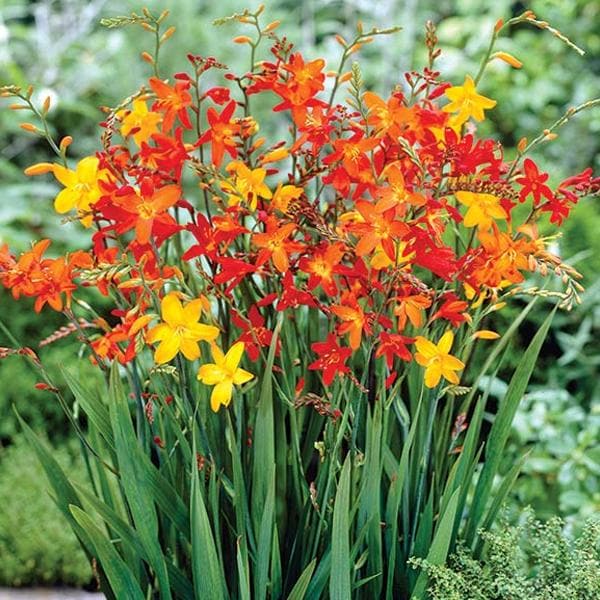 Crocosmia Montbretia Mix Color Bulb
