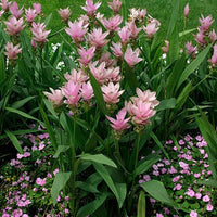Curcuma Random Color Bulb