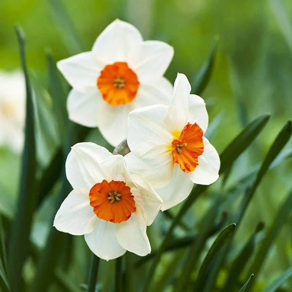 Daffodil Barret Browning Bulbs