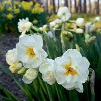 Daffodil Cheerfulness White Bulb